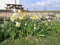Daffodils at Coillabus